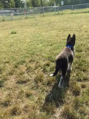 Dog Park - Grand Rapids, MI