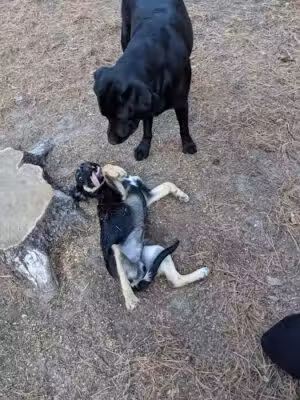 Grand Rapids Dog Park - Grand Rapids,