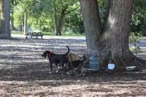 Hillcrest Dog Park - Grand Rapids, MI