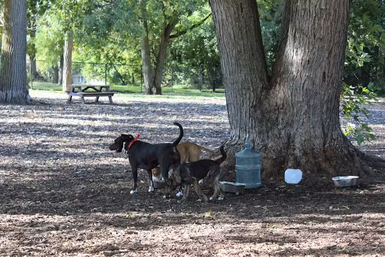 Hillcrest Dog Park - Grand Rapids, MI