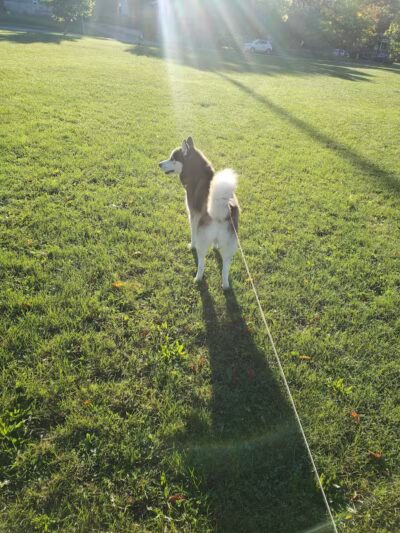 Sigsbee Park - Grand Rapids,