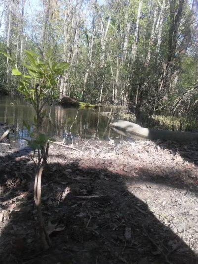 Wilcox Park - Grand Rapids,