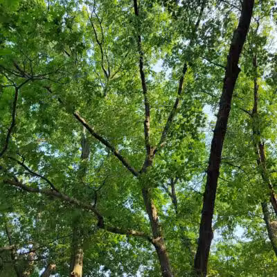 Wilcox Park - Grand Rapids,