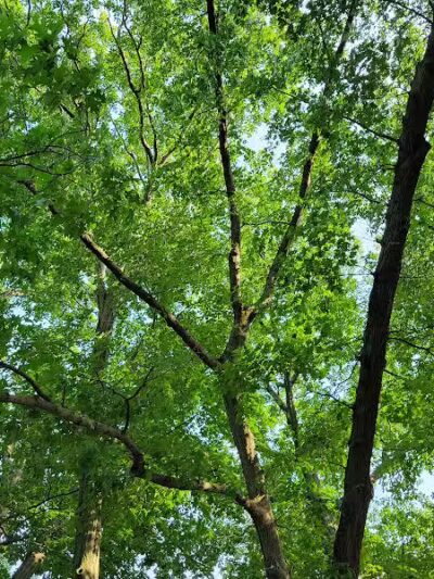 Wilcox Park - Grand Rapids,