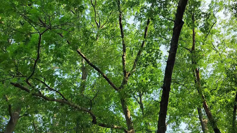 Wilcox Park - Grand Rapids,