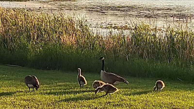 Blanche Lake Park - Grant,