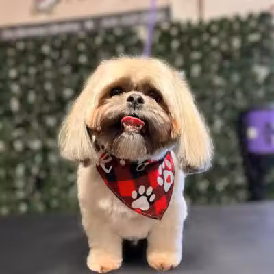 Country Pawz - Grant,