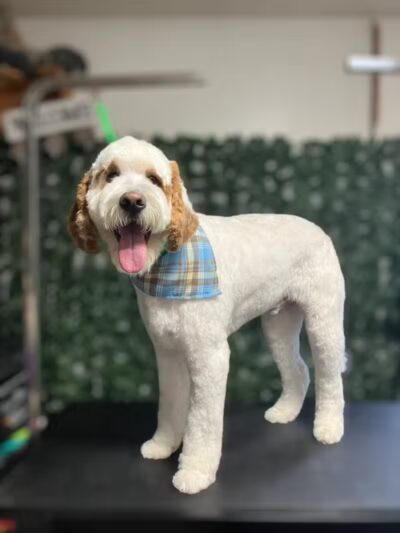 Country Pawz - Grant,