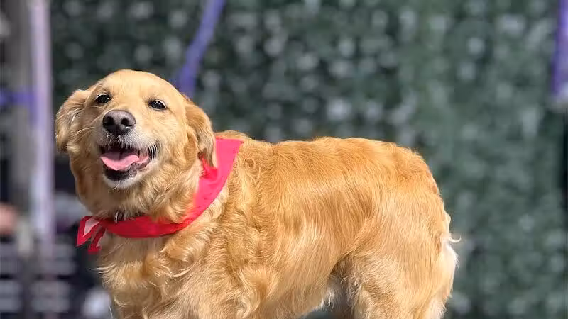 Country Pawz - Grant,