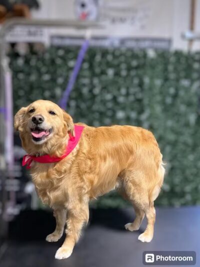 Country Pawz - Grant,