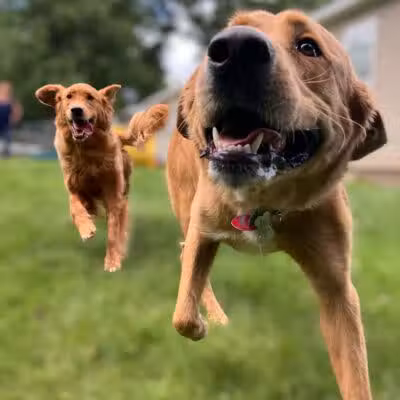 Country Pawz - Grant,