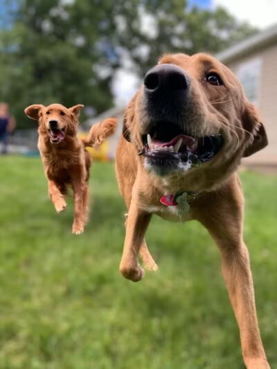 Country Pawz - Grant,