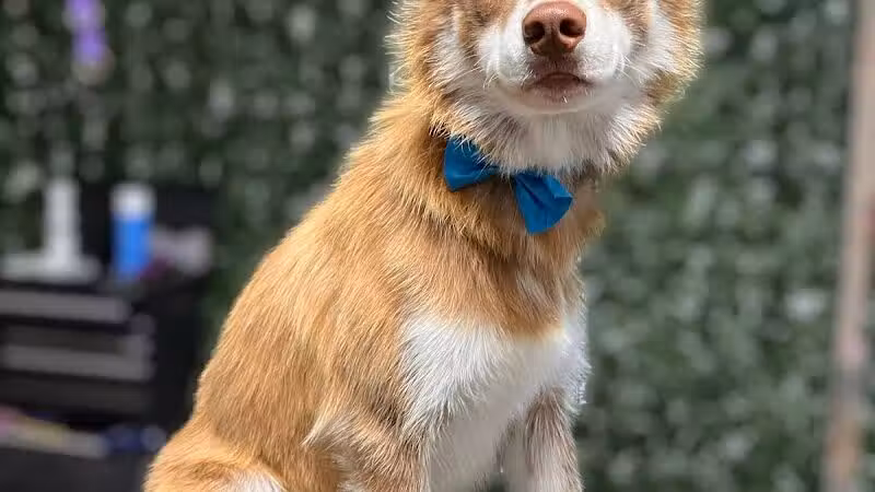 Country Pawz - Grant,