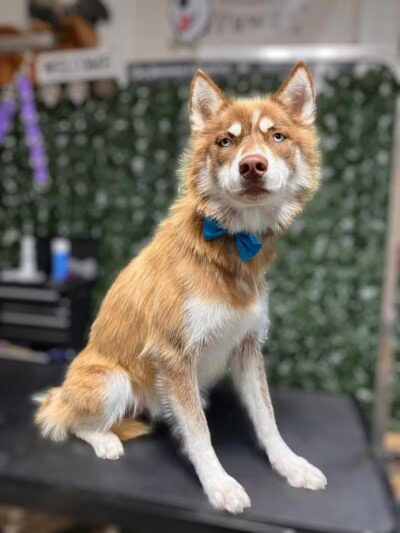 Country Pawz - Grant,