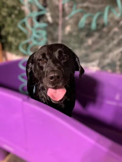 Country Pawz - Grant,