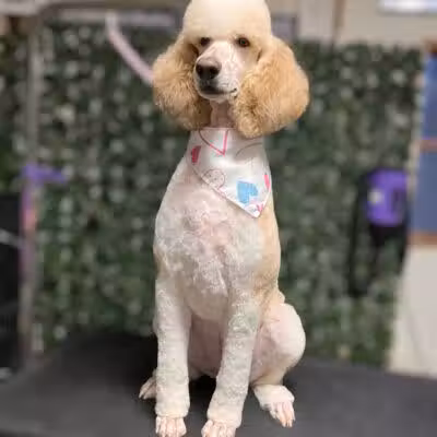 Country Pawz - Grant,