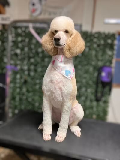 Country Pawz - Grant,