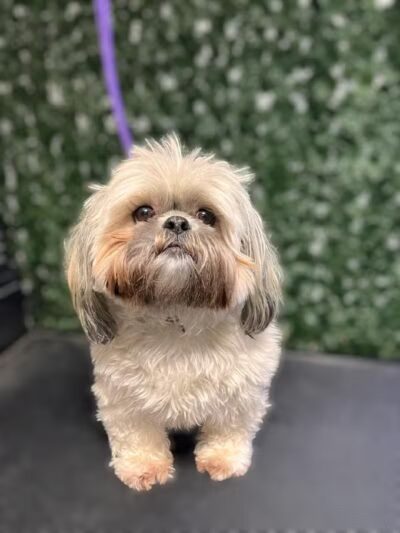 Country Pawz - Grant,