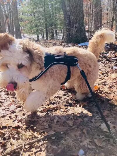 Country Pawz - Grant,