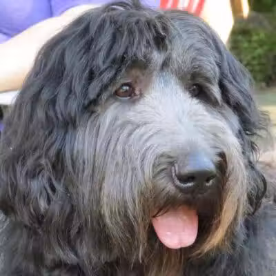 K-9 Kennels Boarding-Grooming - Grant,