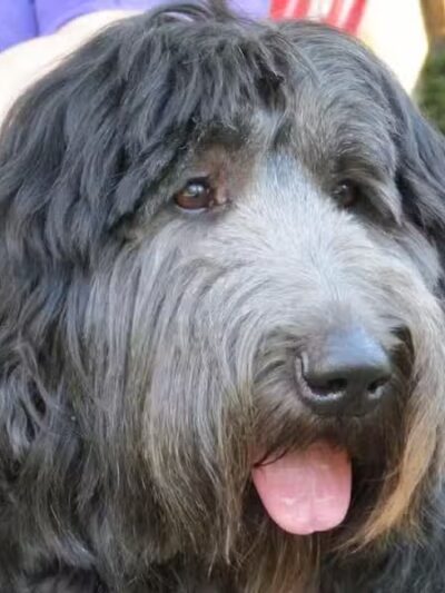 K-9 Kennels Boarding-Grooming - Grant,