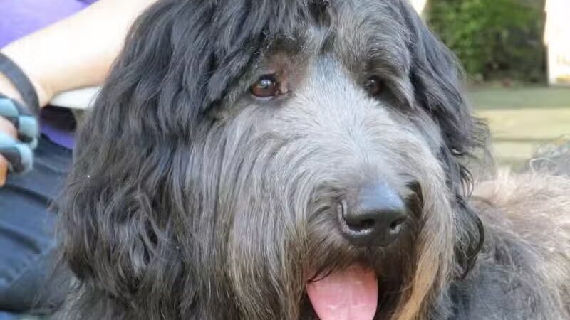 K-9 Kennels Boarding-Grooming - Grant,