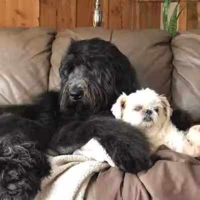 K-9 Kennels Boarding-Grooming - Grant,