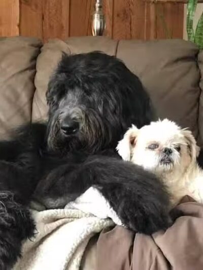 K-9 Kennels Boarding-Grooming - Grant,