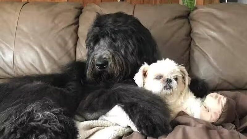 K-9 Kennels Boarding-Grooming - Grant,