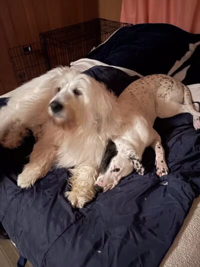 K-9 Kennels Boarding-Grooming - Grant,