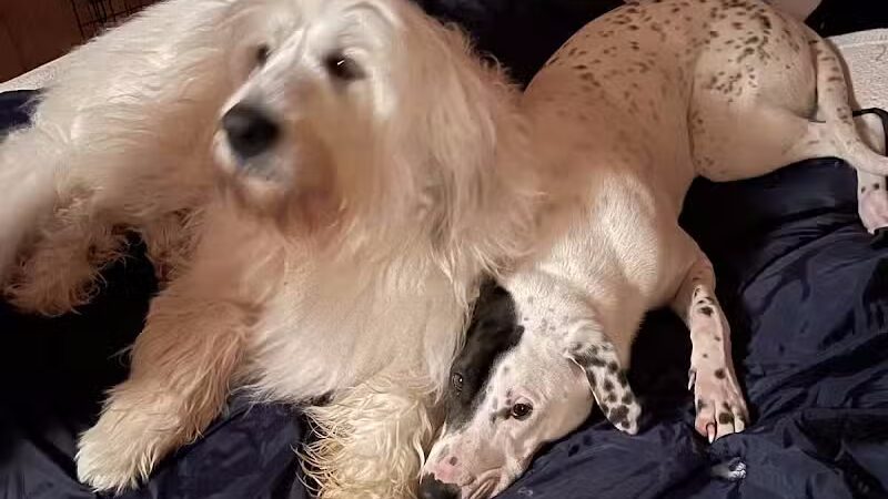 K-9 Kennels Boarding-Grooming - Grant,