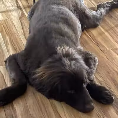 K-9 Kennels Boarding-Grooming - Grant,