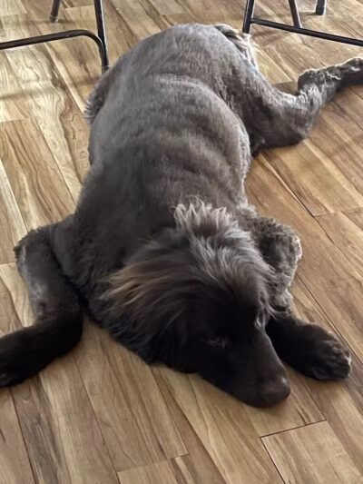 K-9 Kennels Boarding-Grooming - Grant,