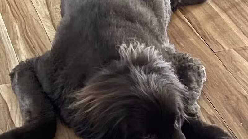 K-9 Kennels Boarding-Grooming - Grant,