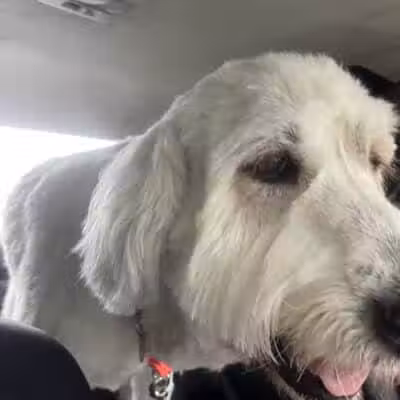 K-9 Kennels Boarding-Grooming - Grant,