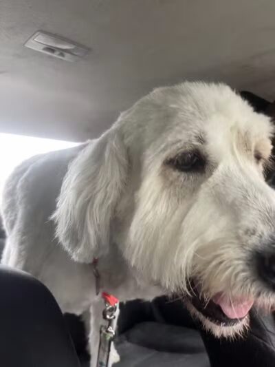 K-9 Kennels Boarding-Grooming - Grant,