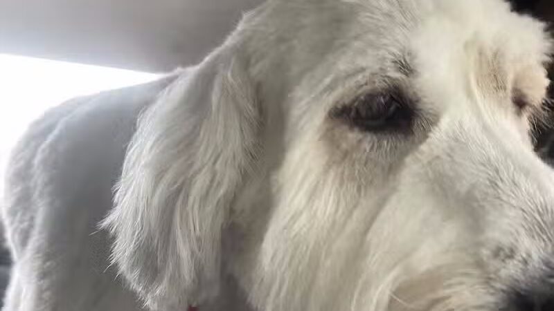 K-9 Kennels Boarding-Grooming - Grant,