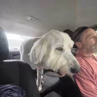 K-9 Kennels Boarding-Grooming - Grant,