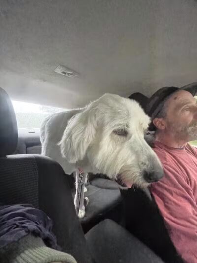 K-9 Kennels Boarding-Grooming - Grant,