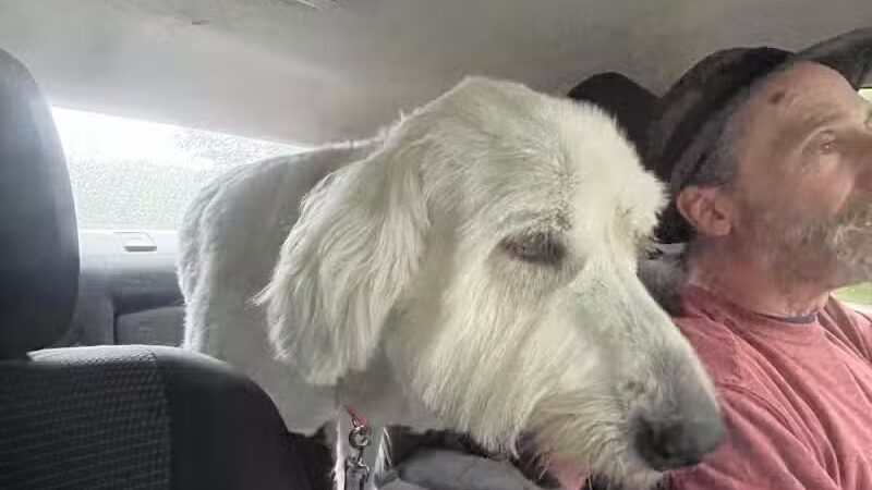 K-9 Kennels Boarding-Grooming - Grant,