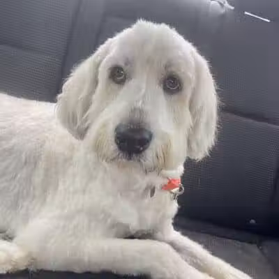 K-9 Kennels Boarding-Grooming - Grant,