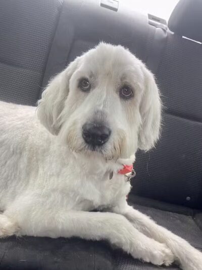 K-9 Kennels Boarding-Grooming - Grant,