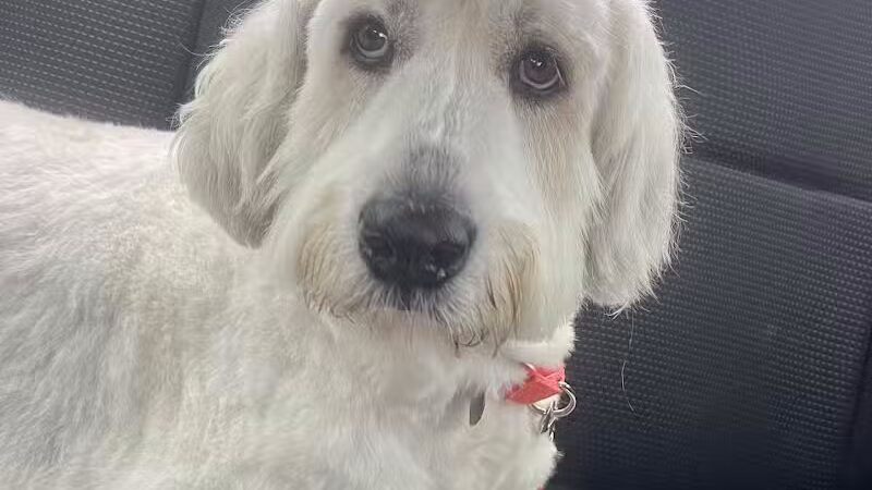 K-9 Kennels Boarding-Grooming - Grant,