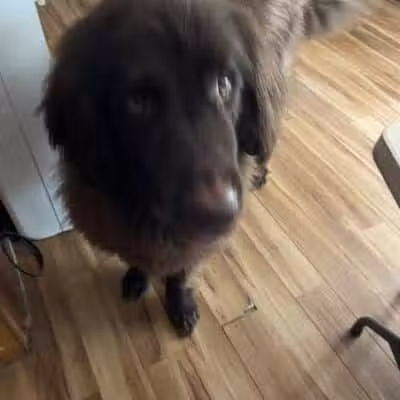 K-9 Kennels Boarding-Grooming - Grant,
