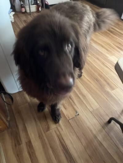 K-9 Kennels Boarding-Grooming - Grant,