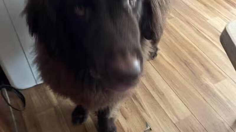 K-9 Kennels Boarding-Grooming - Grant,