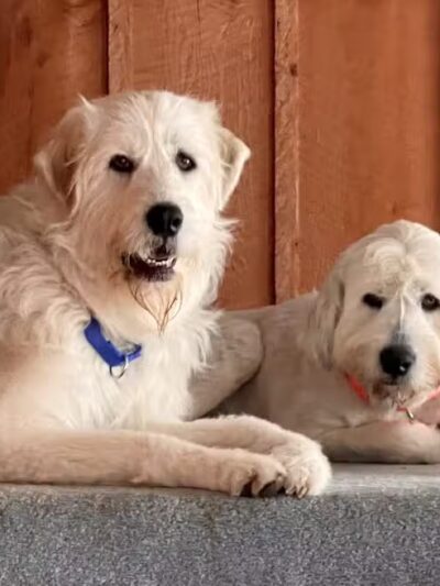 K-9 Kennels Boarding-Grooming - Grant,