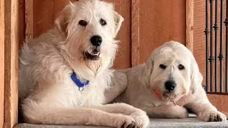 K-9 Kennels Boarding-Grooming - Grant,