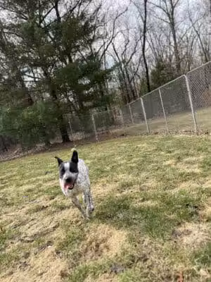 Country Pawz - Grant,