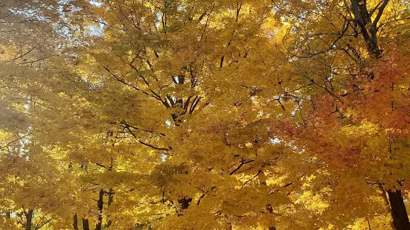 Clear Lake County Park - Grass Lake,